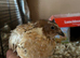 Male Coturnix Quail