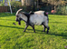 Entire Pygmy Billy Goat for Sale - 2 Years Old - Knaresborough