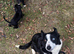 2 playful sprollie puppies left seeking new homes