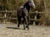 13.3 4 yr old project  Connemara x gelding