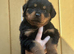 2 Rottweiler puppies