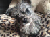 Toy poodle cross French bull dog girl