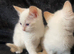 Maine coon kittens