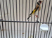 Siberian goldfinch