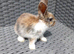Mini Lop cross Lionheads super friendly!