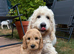 Beautiful Health Tested Goldendoodles ready now