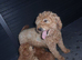 Cockapoo puppies