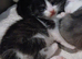 Black/white fluffy tortoise shell male kitten