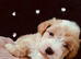 Beautiful Maltipoo puppies looking for their loving forever homes.