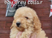 Stunning poodles SMALL