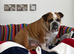 Traditional British Bulldog