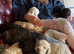 F1b cockapoo puppies