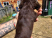 Minature daschund
