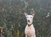 Bull greyhound x whippet for stud