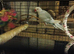 Beautiful clear head hen ringneck