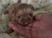 imperial karisishi dobie shih tzus