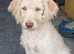 Stunning Litter of Parti F1b Labradoodles &ndash; Ready for their forever homes: Health Screened Parents