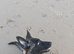 Melanois x Belgian Shepherd for sale 3 months old