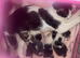 2 gorgeous mixed maine coon x oriental babies lefr
