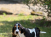 Quality KC REG. Basset puppies