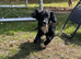 Cocker spaniel puppies