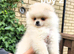 KC Registered teddy bear pomeranian puppies