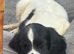 Cocker Spaniel workers looking for ever home