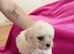 Beautiful toy poodles