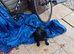 Cocker Spaniel puppy for sale