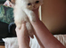 Beautiful Persian chinchilla kittens