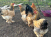 Large fowl buff Brahma hens