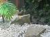 Chinese quail