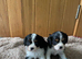 K C Reg Cavalier King Charles