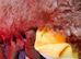 Toy poodle