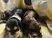 lyncham cocker spaniels