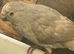 Kakarikis