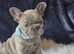 KC Registered French Bulldog Puppies – Ready to Reserve