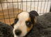 Miniature Jack Russell male pup