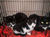 Black/white white/black kittens