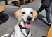 Rehoming my beagle cross harrier