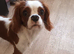Belheim Cavalier king Charles spaniel