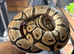 Royal Pythons Various Morphs