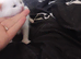 5 kittens for sale