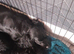 Beautiful cockapoo pups for sale, 3 chocolate 1 tri coloured black phantom