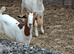 Saan/boer nanny with 2 wether kids.