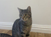 Kittens for adoption