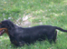 Long haired miniature dachshund