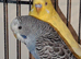 Female budgie