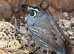 Pair of Californian Quail