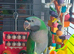 Tame baby Derbyan Parrot